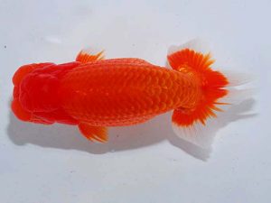 観魚会 立行司 柏野真一 君津 観魚会 立行司 柏野真一 君津