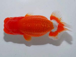 観魚会 取締一 高地成弥 荒川 観魚会 取締一 高地成弥 荒川