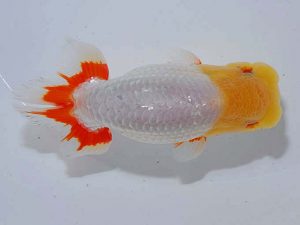 観魚会 取締二 池田伸次 新潟 観魚会 取締二 池田伸次 新潟