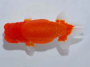 観魚会 東関脇 山岡 仁 松戸 観魚会 東関脇 山岡 仁 松戸