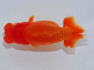 観魚会 西関脇 小泉順一 足立 観魚会 西関脇 小泉順一 足立