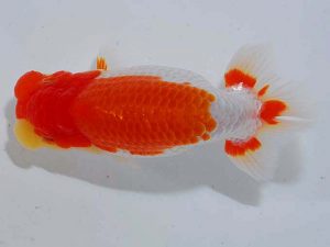 観魚会 東小結 真鍋弘義 三豊市 観魚会 東小結 真鍋弘義 三豊市