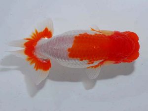 観魚会 西小結 高地成弥 荒川 観魚会 西小結 高地成弥 荒川