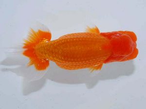 観魚会 東大関 矢ヶ崎伸司 堀切 観魚会 東大関 矢ヶ崎伸司 堀切