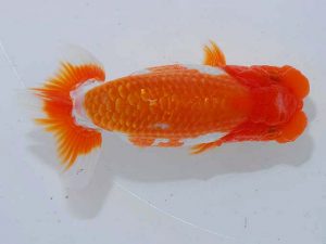 観魚会 勧進元一 一戸勇三 前橋市 観魚会 勧進元一 一戸勇三 前橋市