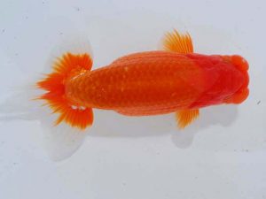 観魚会 勧進元二 村上暢彦 岡山 観魚会 勧進元二 村上暢彦 岡山