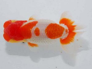 観魚会 行司二 矢ヶ崎伸司 堀切 観魚会 行司二 矢ヶ崎伸司 堀切