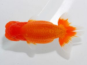 観魚会 行司三 武田広幾 長野県 観魚会 行司三 武田広幾 長野県