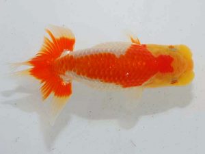 観魚会 脇行司一 安田英一 川崎 観魚会 脇行司一 安田英一 川崎