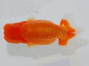 観魚会 脇行司二 飯田栄一 浅草 観魚会 脇行司二 飯田栄一 浅草