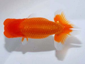 観魚会 西大関 高尾昌幸 岡山県 観魚会 西大関 高尾昌幸 岡山県