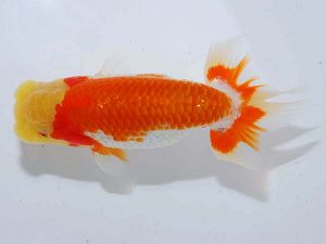 観魚会 取締一 高尾直美 岡山県 観魚会 取締一 高尾直美 岡山県