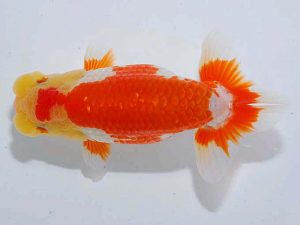 観魚会 取締二 本山隆史 桶川市 観魚会 取締二 本山隆史 桶川市