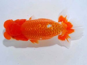 観魚会 東関脇 中村芳雄 埼玉県 観魚会 東関脇 中村芳雄 埼玉県