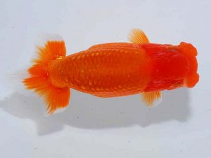 観魚会 西関脇 影山 繁 沼津市 観魚会 西関脇 影山 繁 沼津市