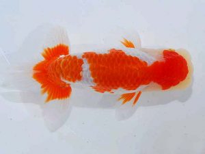 観魚会 東小結 武田広幾 長野県 観魚会 東小結 武田広幾 長野県