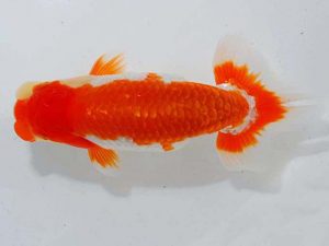 観魚会 西小結 安藤 寛 静岡県 観魚会 西小結 安藤 寛 静岡県