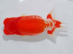 観魚会 東大関 青木浩一 浅草 観魚会 東大関 青木浩一 浅草