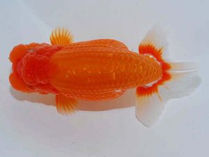 観魚会 勧進元一 田中 淳 品川区 観魚会 勧進元一 田中 淳 品川区