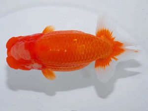 観魚会 行司一 野田 裕 逗子市 観魚会 行司一 野田 裕 逗子市