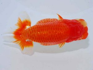 観魚会 行司二 樫村正彦 千葉市 観魚会 行司二 樫村正彦 千葉市