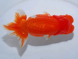 観魚会 脇行司一 酒井 昇 小美玉市 観魚会 脇行司一 酒井 昇 小美玉市