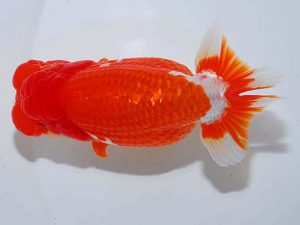 観魚会 脇行司二 大渕 功 木更津 観魚会 脇行司二 大渕 功 木更津