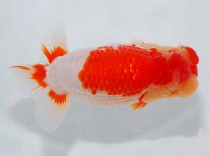 観魚会 西大関 目黒康弘 足立区 観魚会 西大関 目黒康弘 足立区