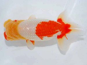 観魚会 立行司 高橋節夫 八広 観魚会 立行司 高橋節夫 八広