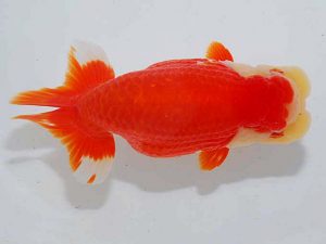 観魚会 取締一 齋藤一成 練馬区 観魚会 取締一 齋藤一成 練馬区