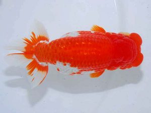 観魚会 取締二 大渕 功 木更津 観魚会 取締二 大渕 功 木更津