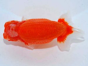 観魚会 東関脇 斉藤健一 久喜市 観魚会 東関脇 斉藤健一 久喜市