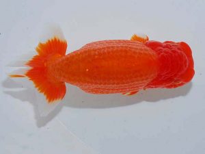 観魚会 西関脇 高木真一郎 千葉市 観魚会 西関脇 高木真一郎 千葉市