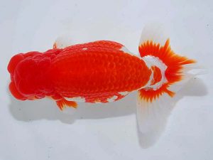 観魚会 東小結 藤田達也 茨城県 観魚会 東小結 藤田達也 茨城県