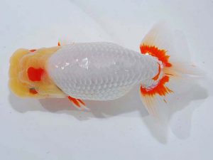 観魚会 西小結 浅沼好三 朝霞市 観魚会 西小結 浅沼好三 朝霞市