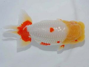 観魚会 東大関 齋藤一成 練馬区 観魚会 東大関 齋藤一成 練馬区