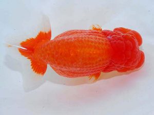 観魚会 勧進元一 坂場克身 茨城県 観魚会 勧進元一 坂場克身 茨城県