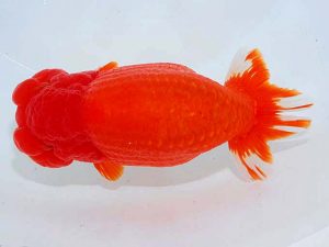 観魚会 勧進元二 佐俣 幸 伊勢崎市 観魚会 勧進元二 佐俣 幸 伊勢崎市