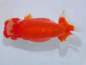 観魚会 行司一 芳賀孝泰 横浜市 観魚会 行司一 芳賀孝泰 横浜市