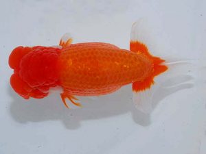 観魚会 行司二 坂場克身 茨城県 観魚会 行司二 坂場克身 茨城県