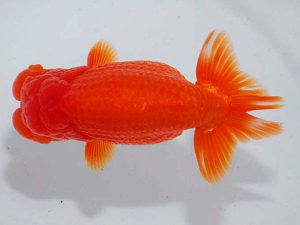 観魚会 行司三 酒井 昇 小美玉市 観魚会 行司三 酒井 昇 小美玉市