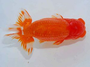 観魚会 脇行司一 高地成弥 荒川区 観魚会 脇行司一 高地成弥 荒川区