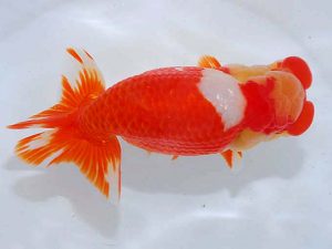 観魚会 脇行司二 藤田達也 茨城県 観魚会 脇行司二 藤田達也 茨城県