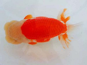 観魚会 西大関 齋藤一成 練馬区 観魚会 西大関 齋藤一成 練馬区