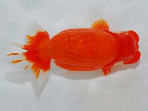 観魚会 立行司 大久保義彰 千葉 観魚会 立行司 大久保義彰 千葉