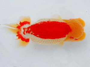 観魚会 取締一 篠 孝利 練馬区 観魚会 取締一 篠 孝利 練馬区