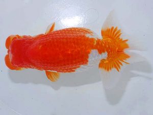 観魚会 取締二 花田国昭 埼玉県 観魚会 取締二 花田国昭 埼玉県