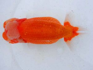 観魚会 東関脇 野田 裕 逗子 観魚会 東関脇 野田 裕 逗子