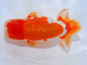 観魚会 西関脇 兵頭秀一 足立区 観魚会 西関脇 兵頭秀一 足立区