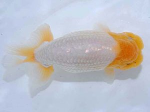 観魚会 東小結 田中 淳 品川区 観魚会 東小結 田中 淳 品川区